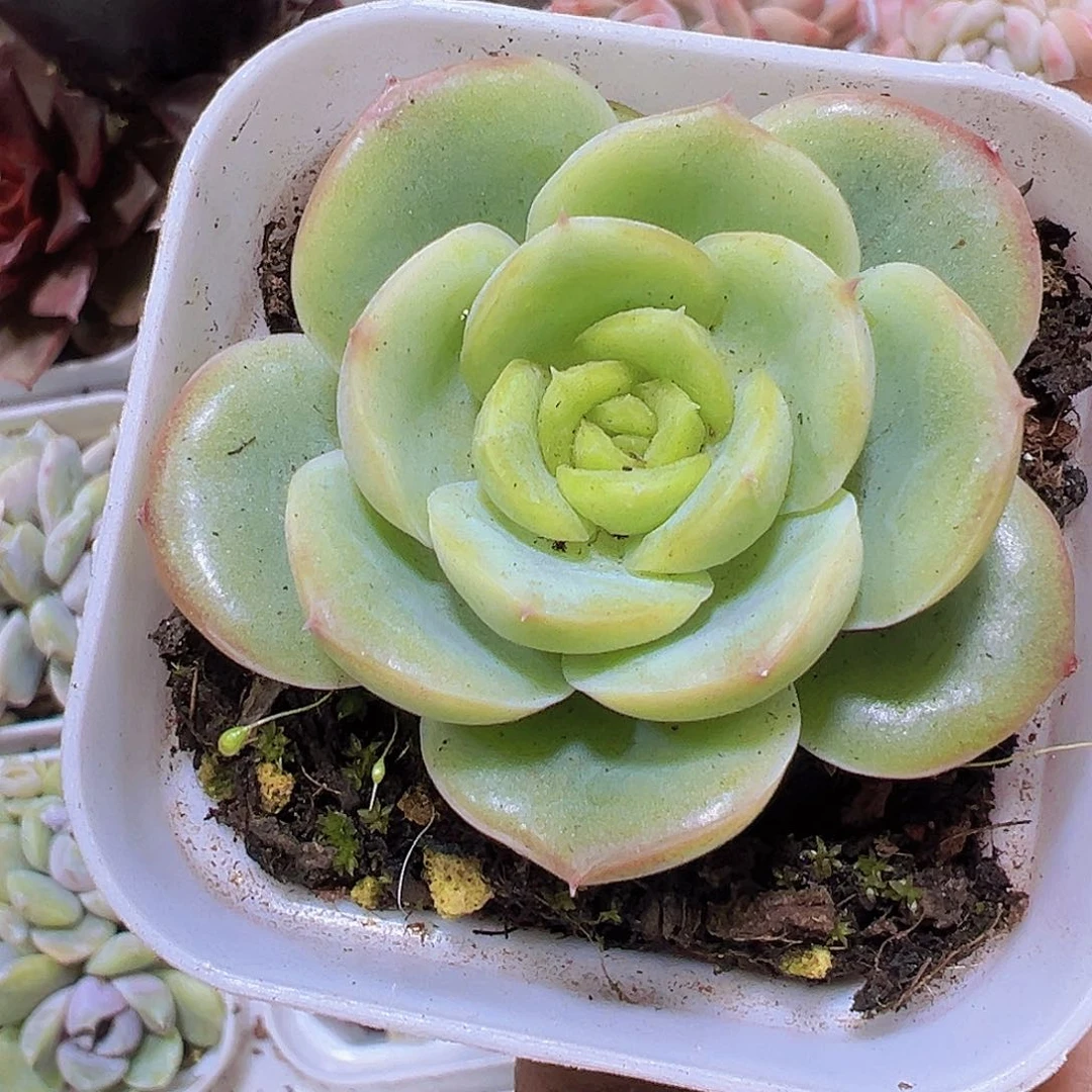 宝宝绿19包邮多肉植物