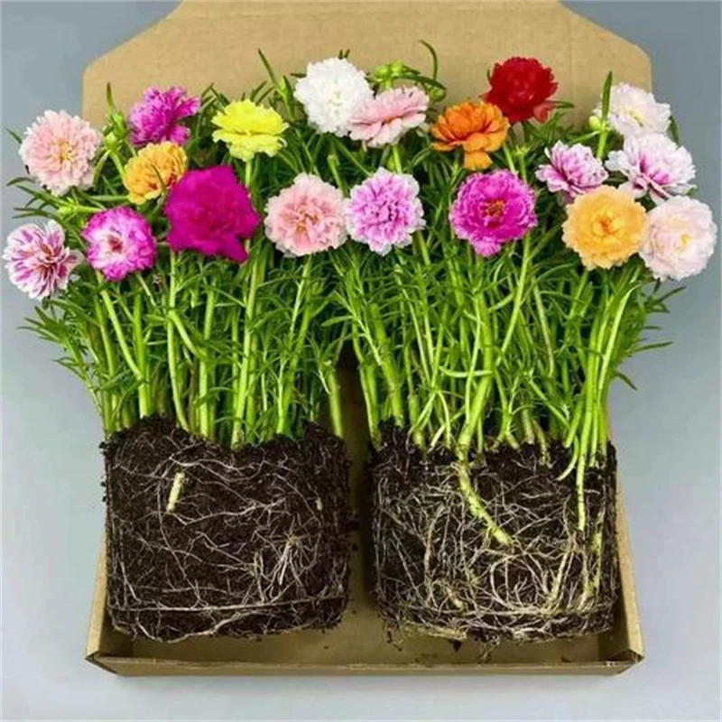 【带根带土带花苞】重瓣太阳花多色品种 宿根多年生 开花植物易活
