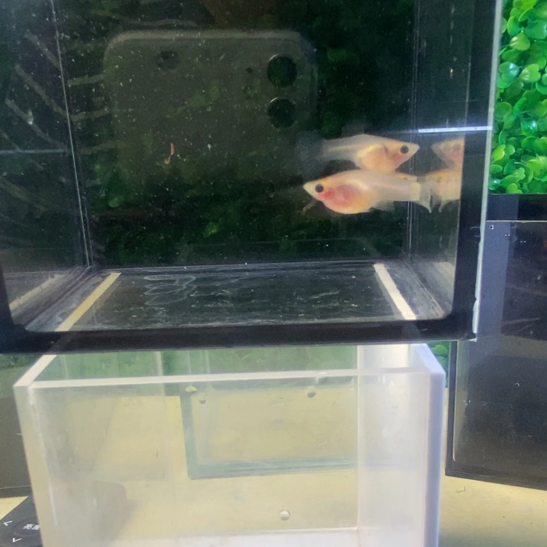 孔雀鱼蕾丝玻璃猫三条