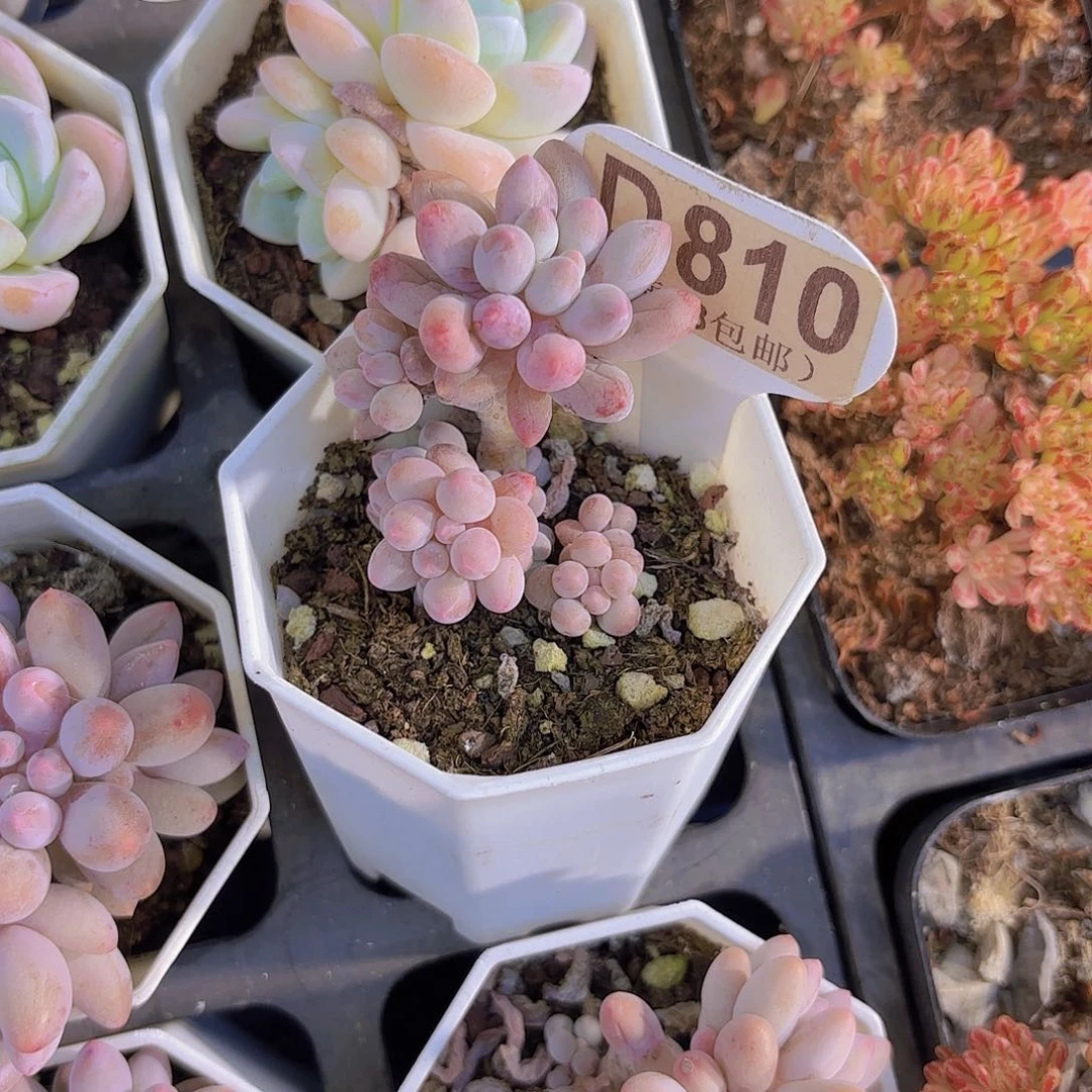 D810手指一物一拍