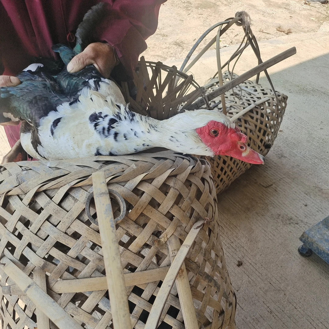 福建上杭特大番鸭杀好了净重8斤以上的黑羽毛老番鸭公土鸭