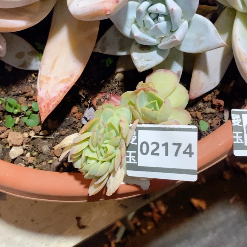 【闪购商品】用****1碧桃缀02174