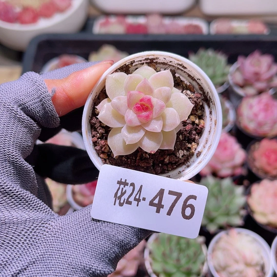 花24-476女王单头