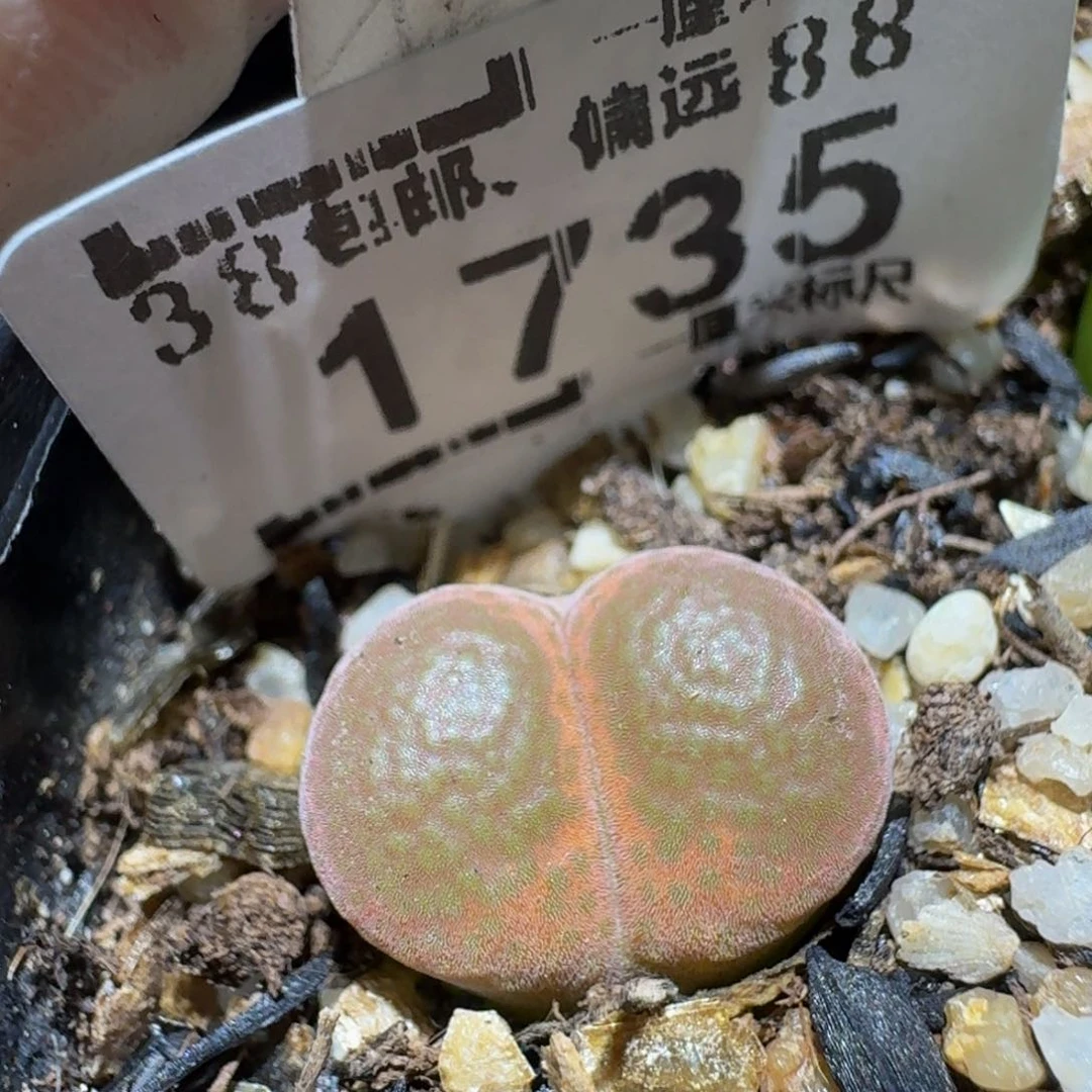 Ssss精品生石花1735