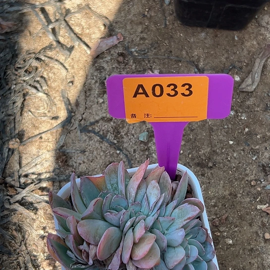 冰***蕾多肉植物一物一拍