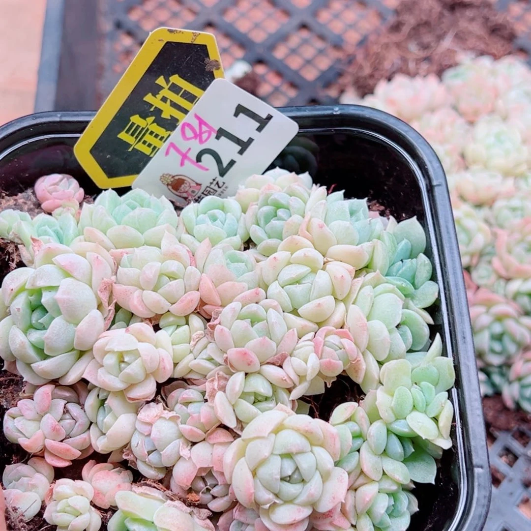 多肉植物多肉植物