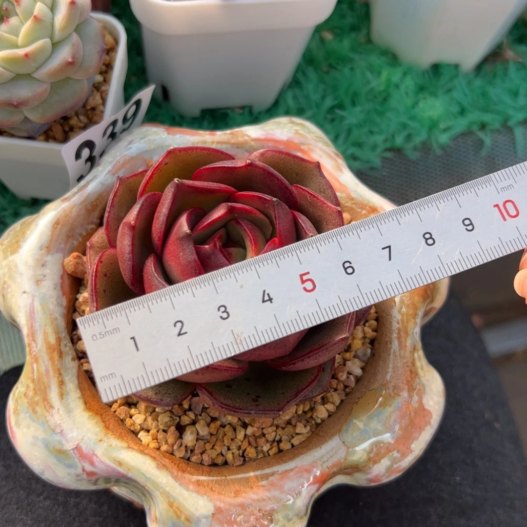 L**芳363 多肉植物组合盆栽