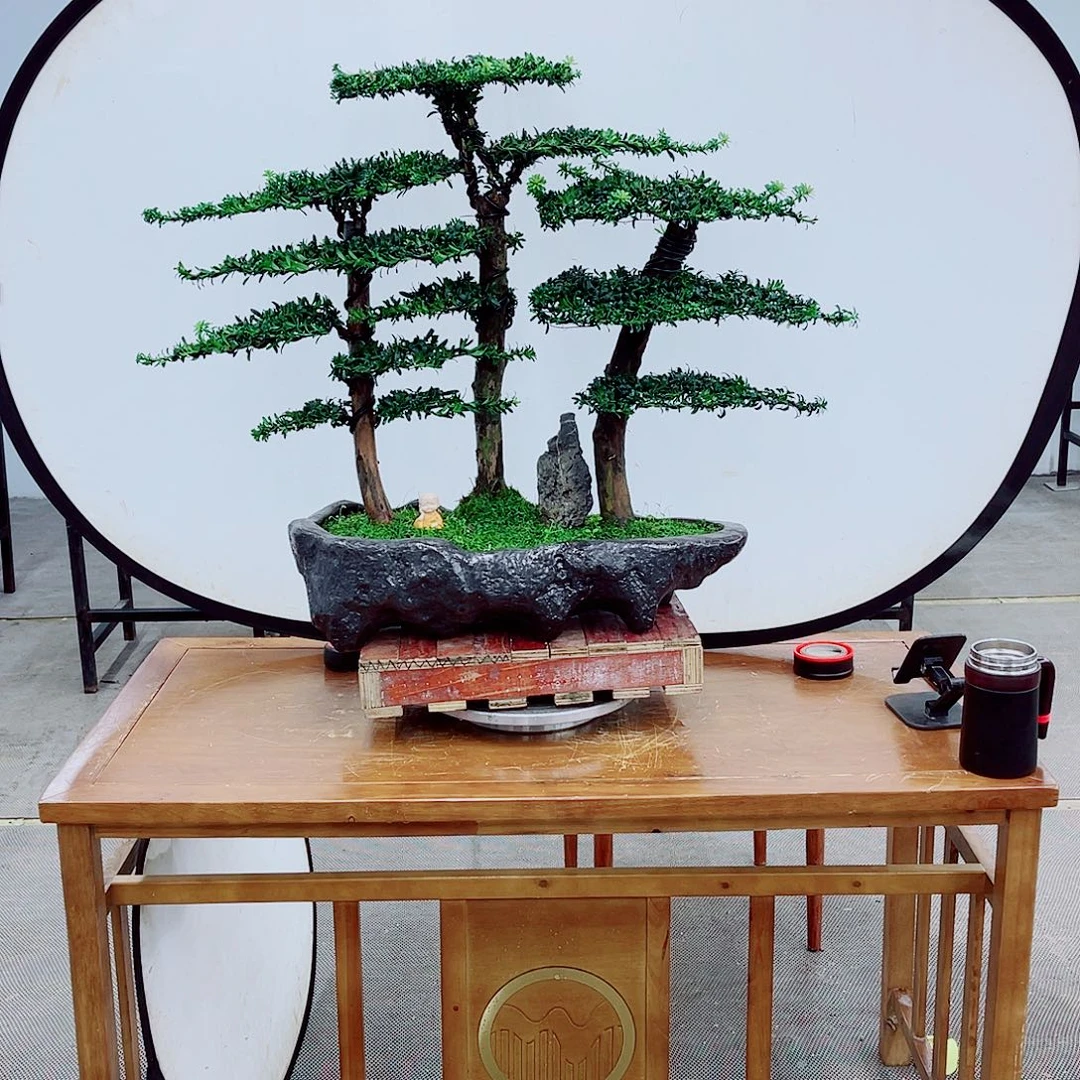 无花朵直播间一物一拍