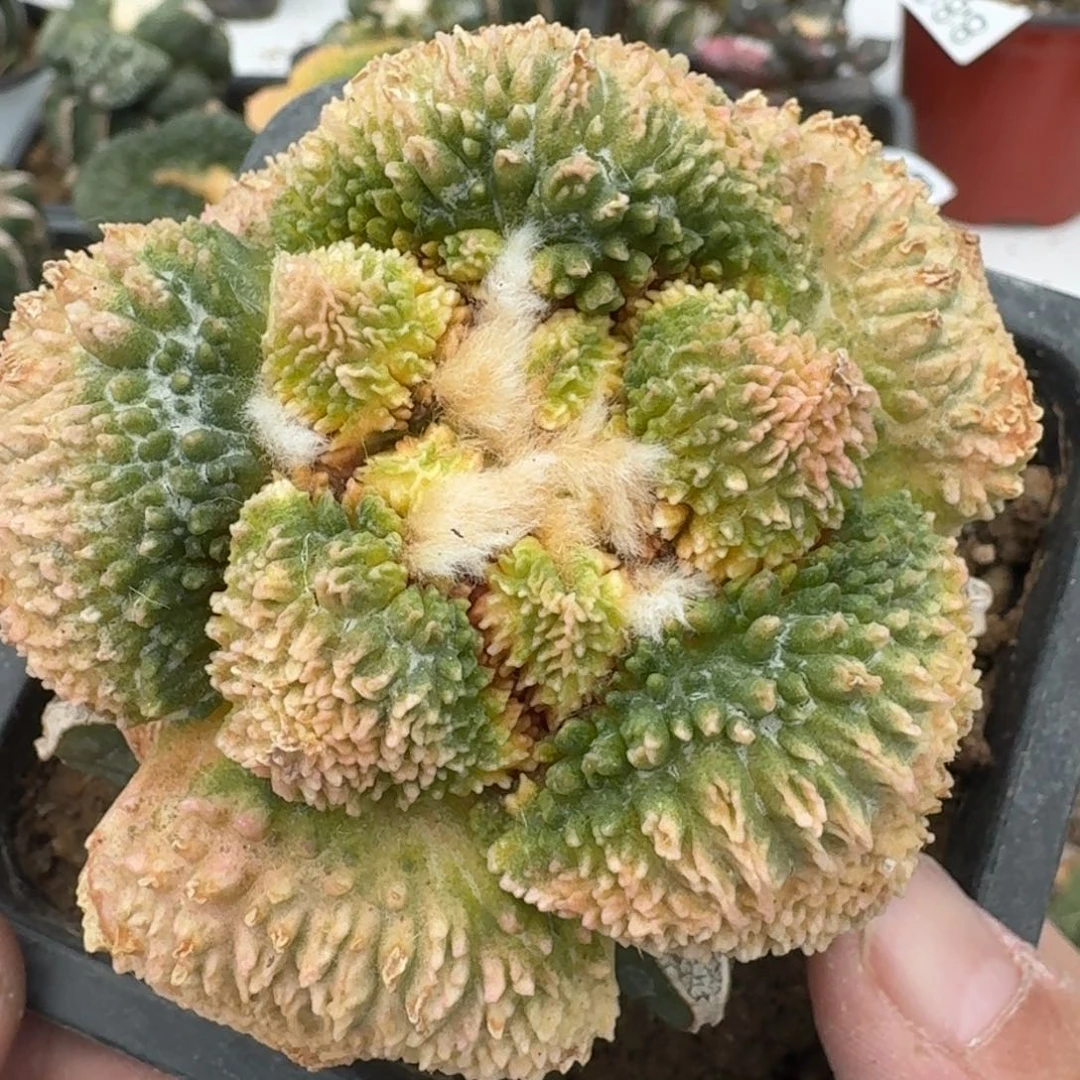 【闪购商品】丸尤怒锦