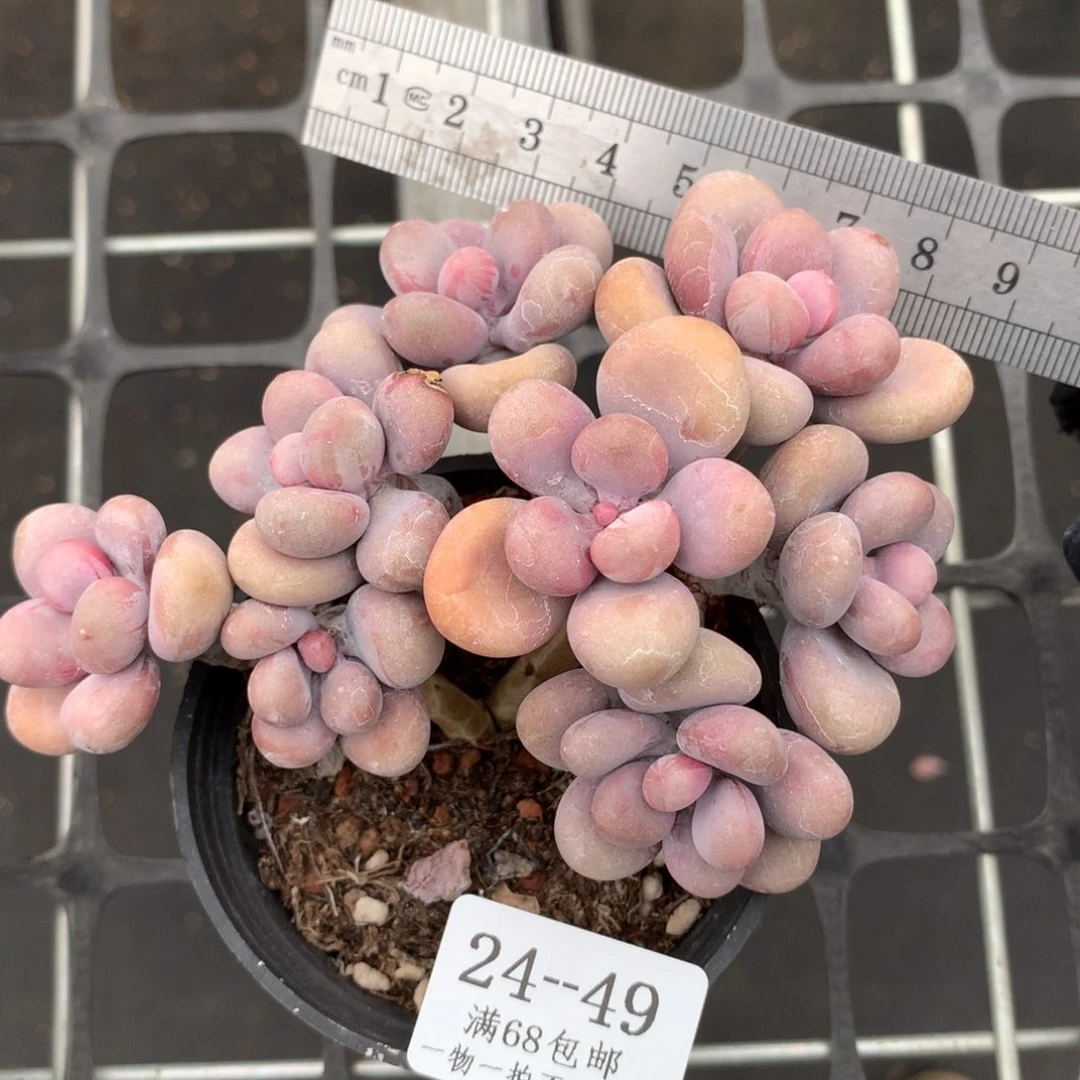 49。桃蛋老桩群。整桩。