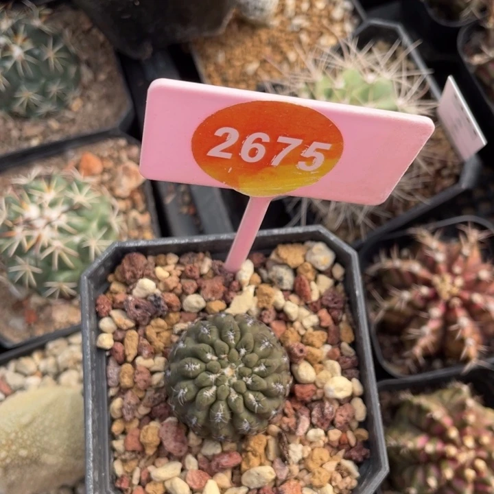 J***p仙人球棵267500000