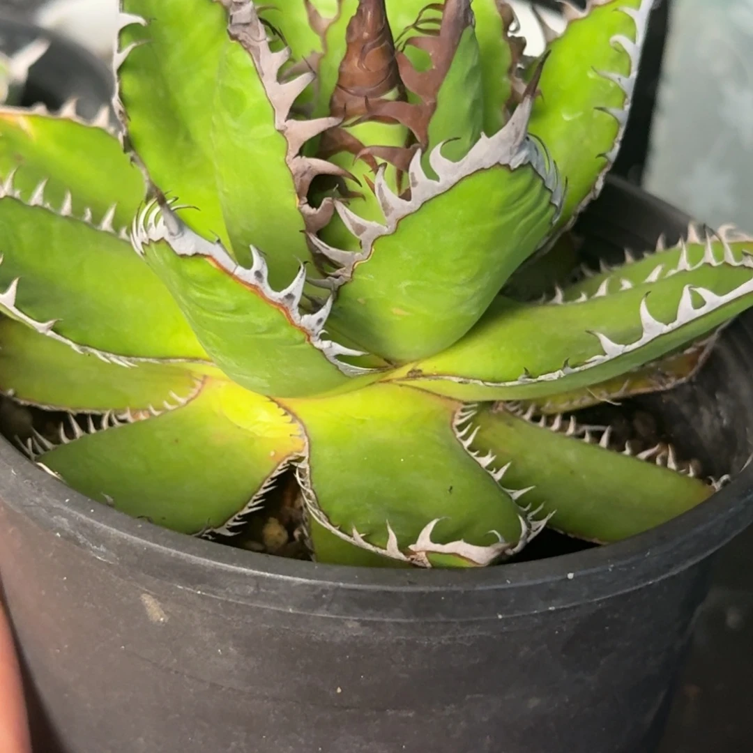 无花朵龙舌兰霍利达