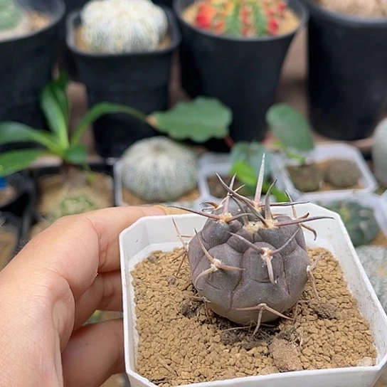 无花朵守金摩天龙实生3.3cm