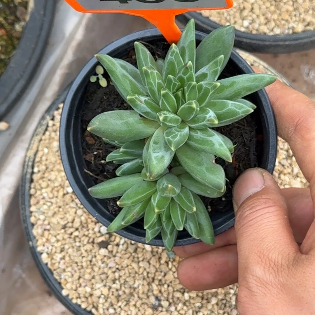 多肉植物梵高美人456