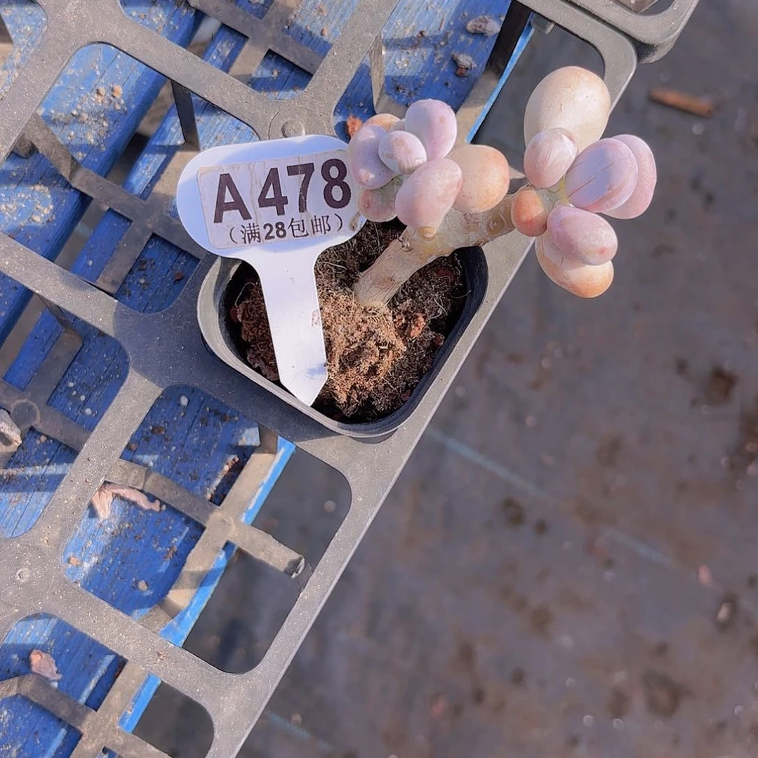 A478油煎丸子一物一拍