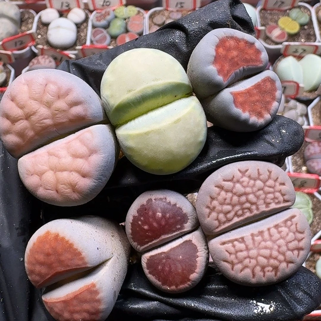 菲***崽生石花1111。 无售后。  125