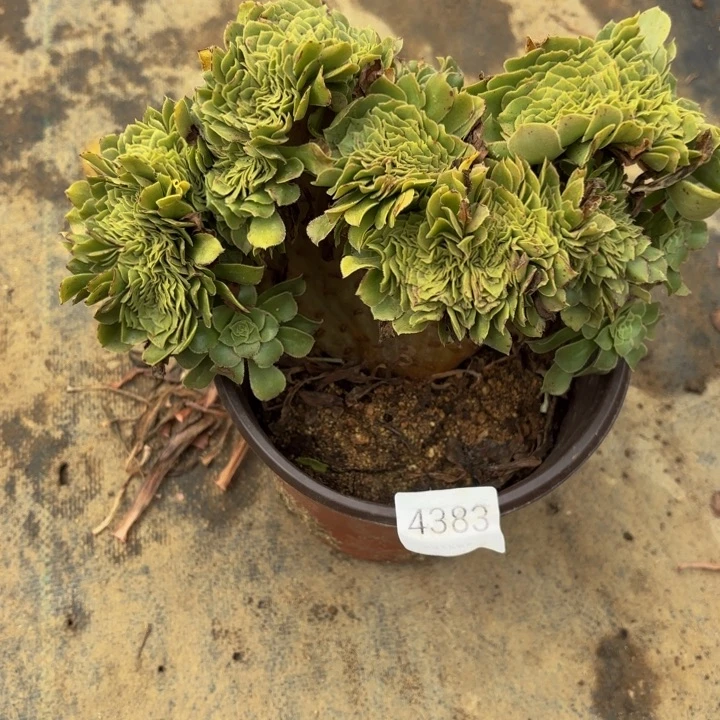 绿羊绒坠多肉处理不包断头4383