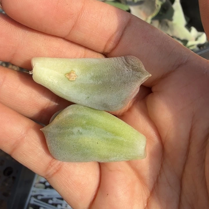 超奶锦一组叶片多肉锦