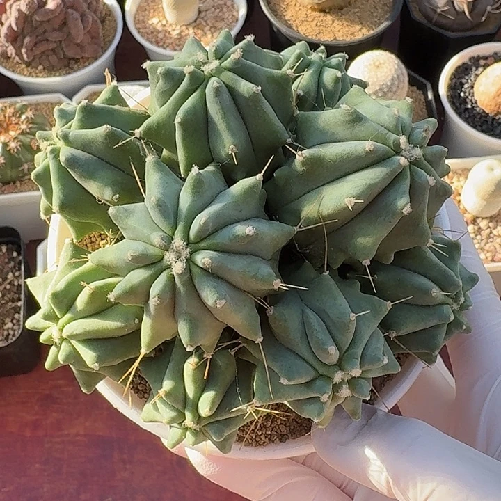 无刺王冠龙仙人球1