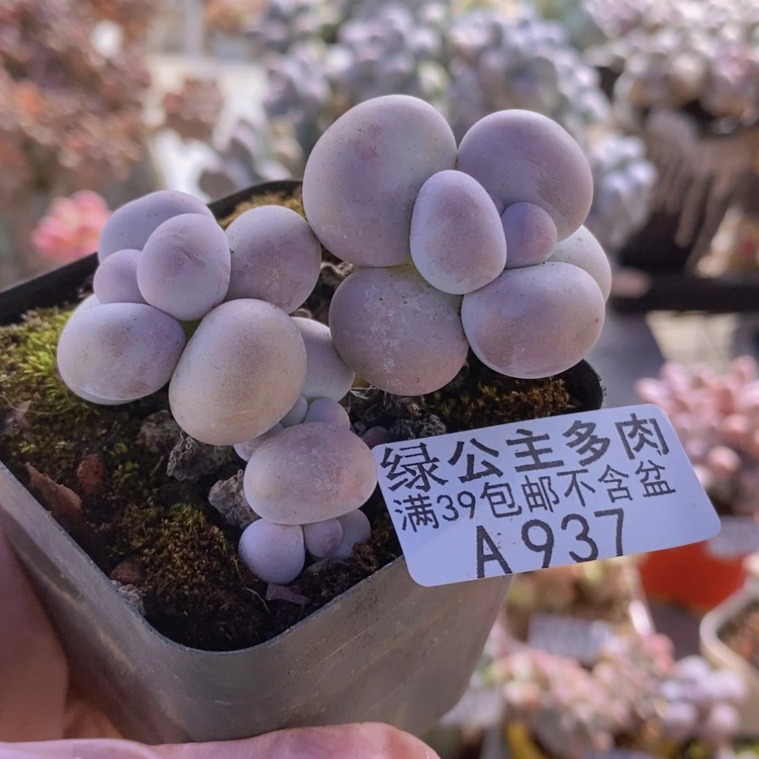 芭比奶洛6cm937多肉植物