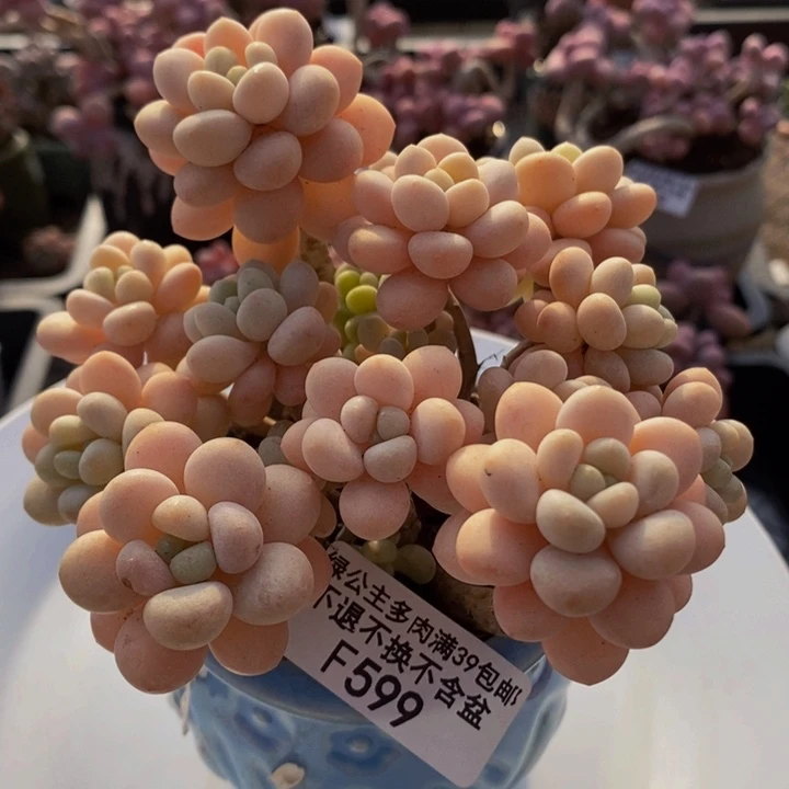 洛可可老桩11cm599多肉植物