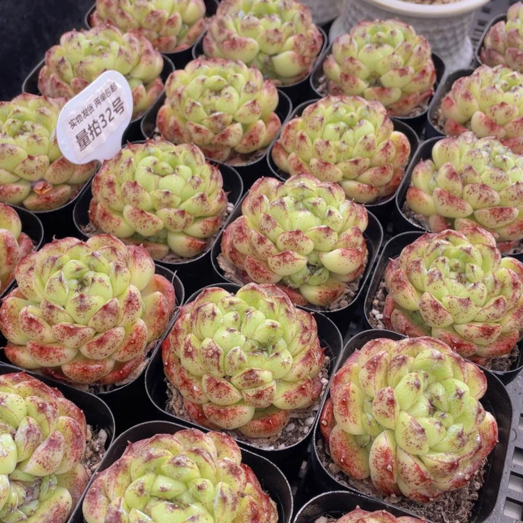 量拍32号 丸叶黑森林大单头一个