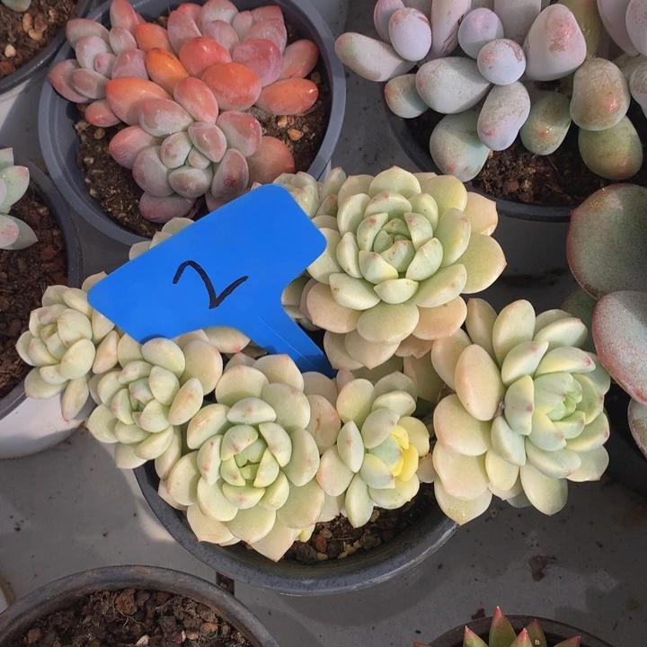 多日子合集6262737373737