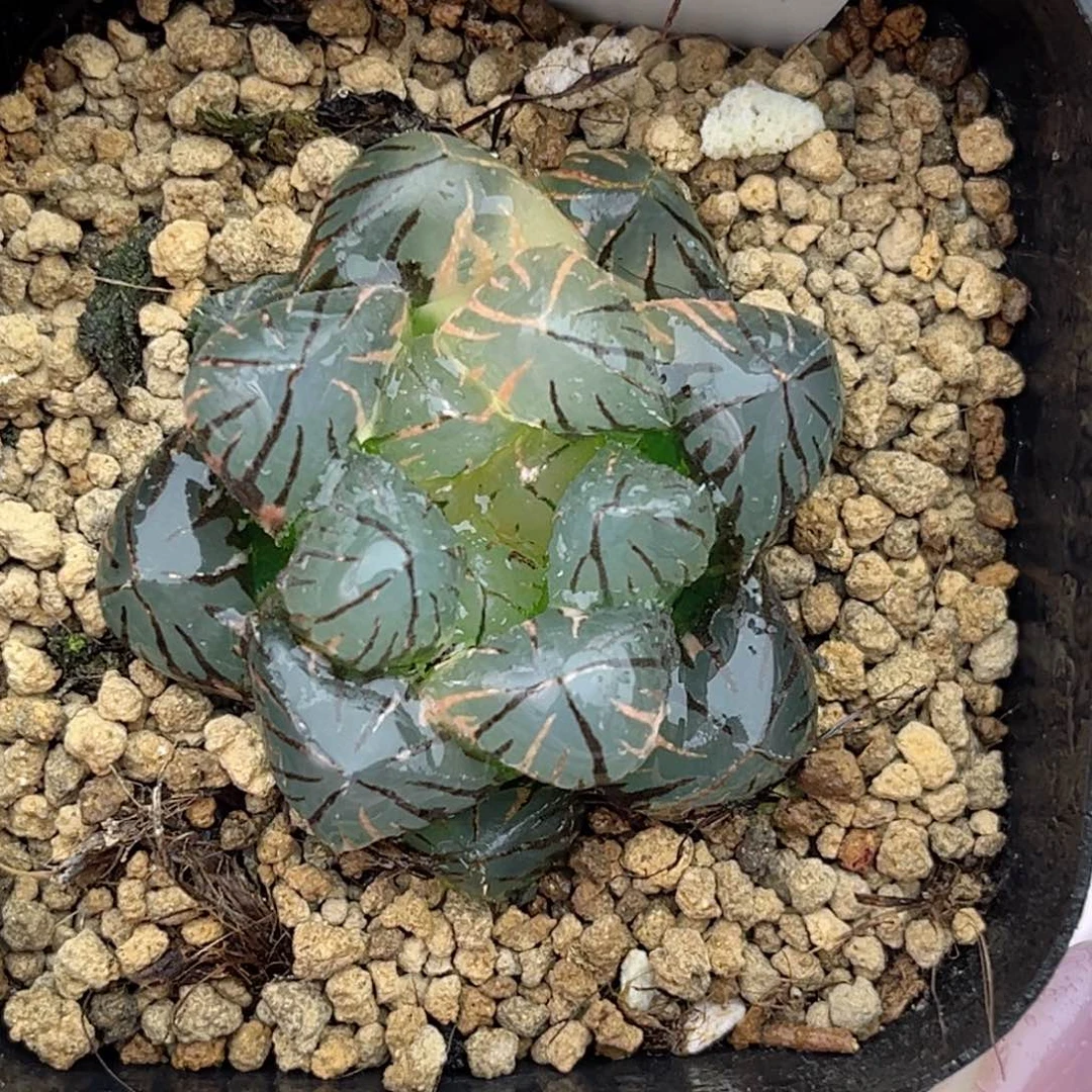 64龙爪玉露锦福利专场