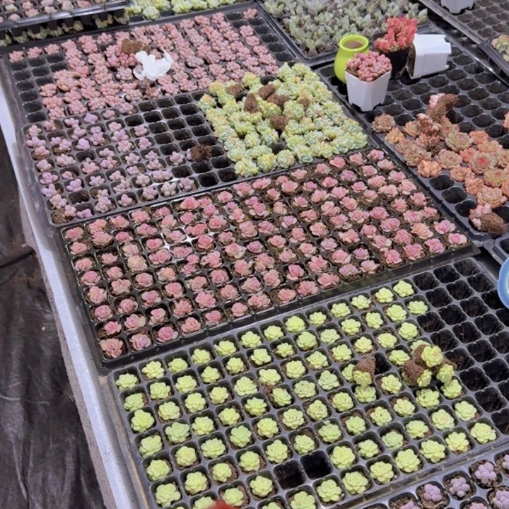 穴盘组合12颗 10个品种