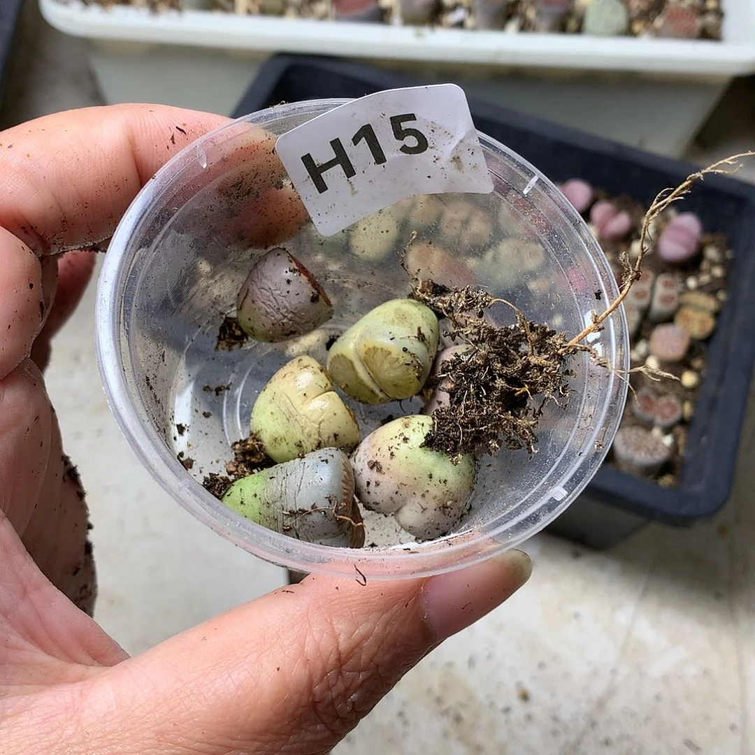 浅***雨H15多肉植物保护