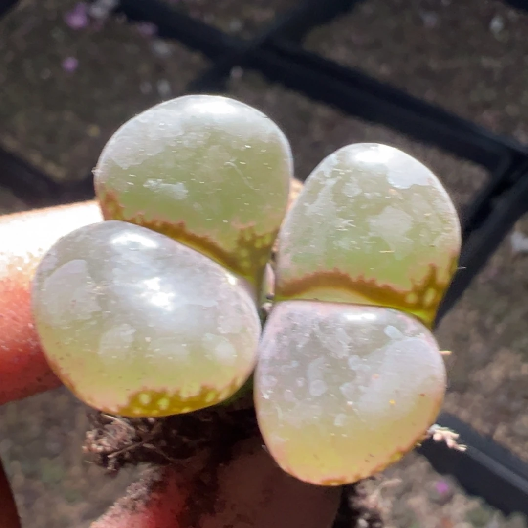 好看的翻窗粉色体大窗