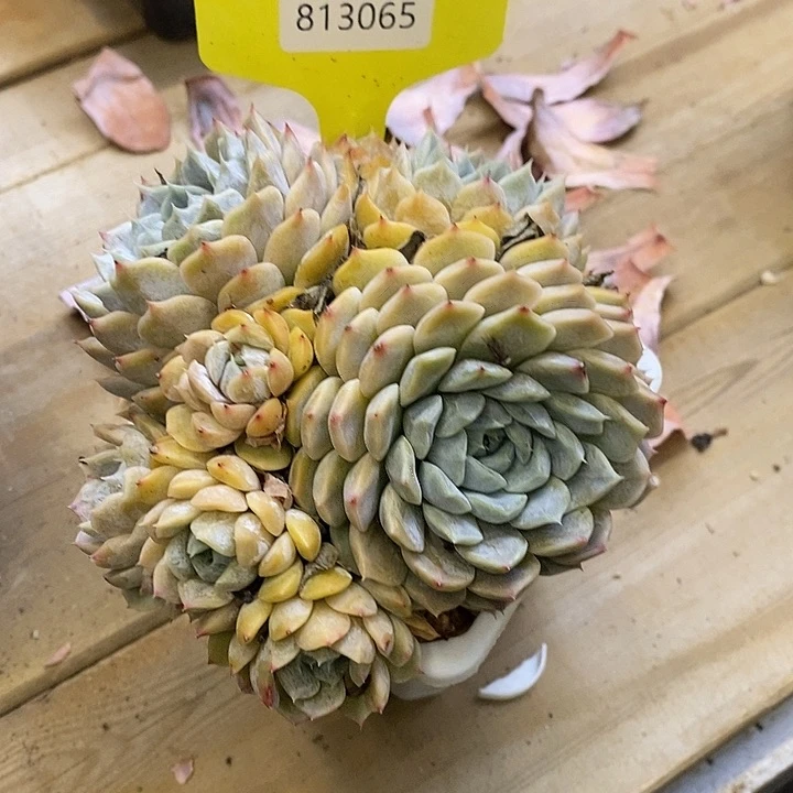 福利多多哦813065