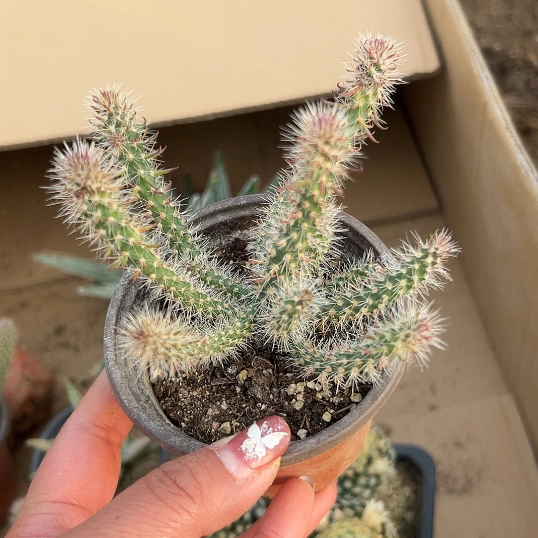 多肉植物松鼠团扇