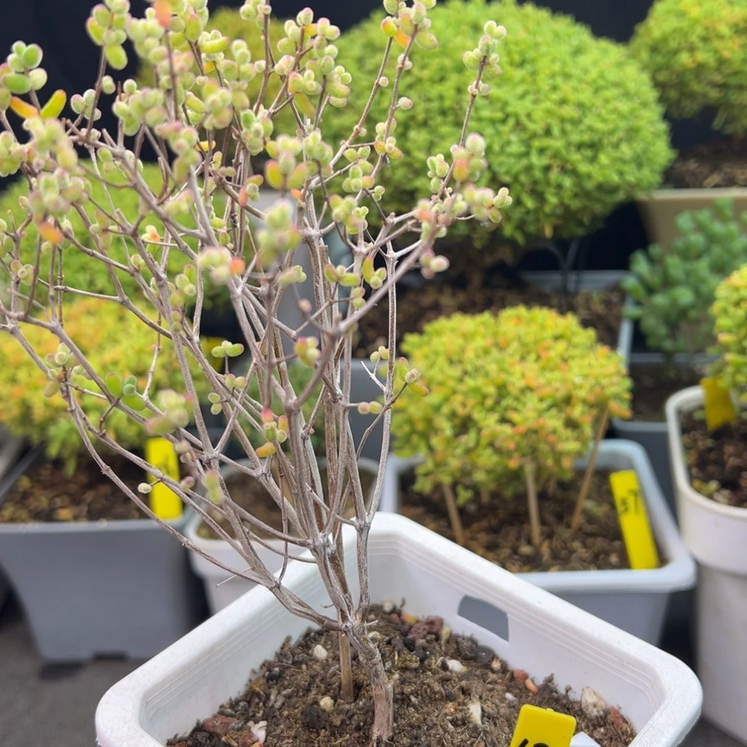 白虎斑63号10cm盆