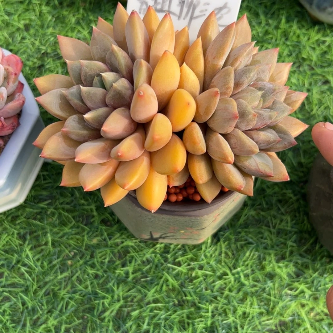 椰***）红象牙多肉植物保护研究所