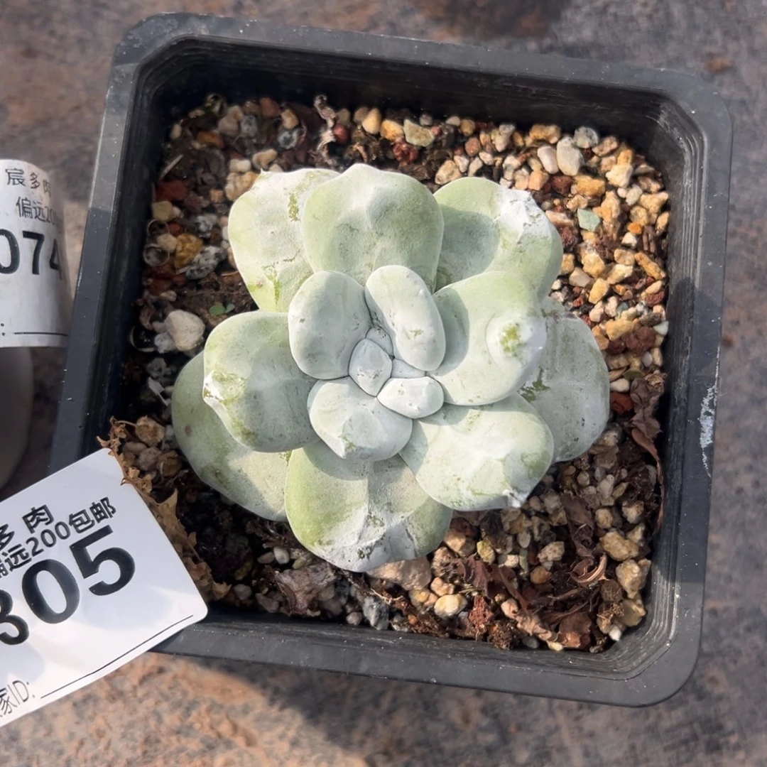 肥嘟嘟拇指～一物一拍1407