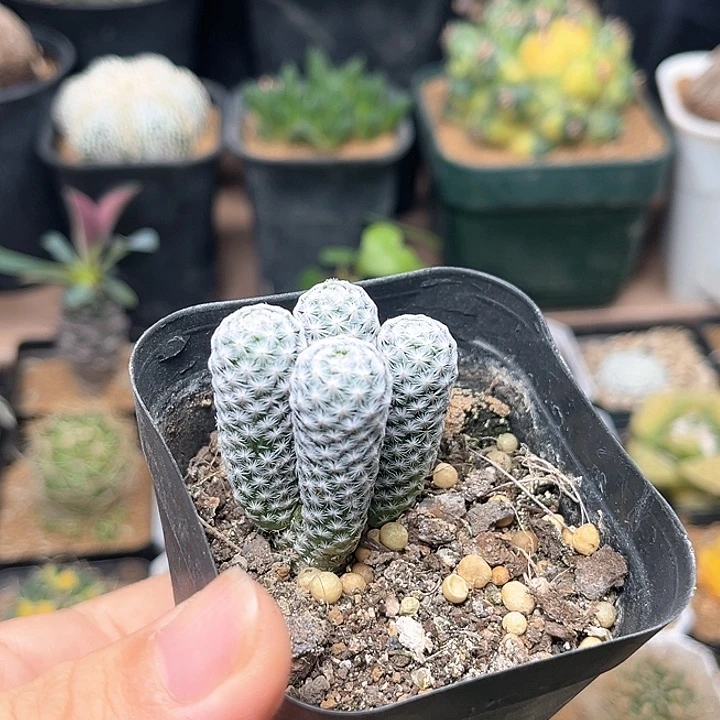 白鸟群实生多头一颗颗