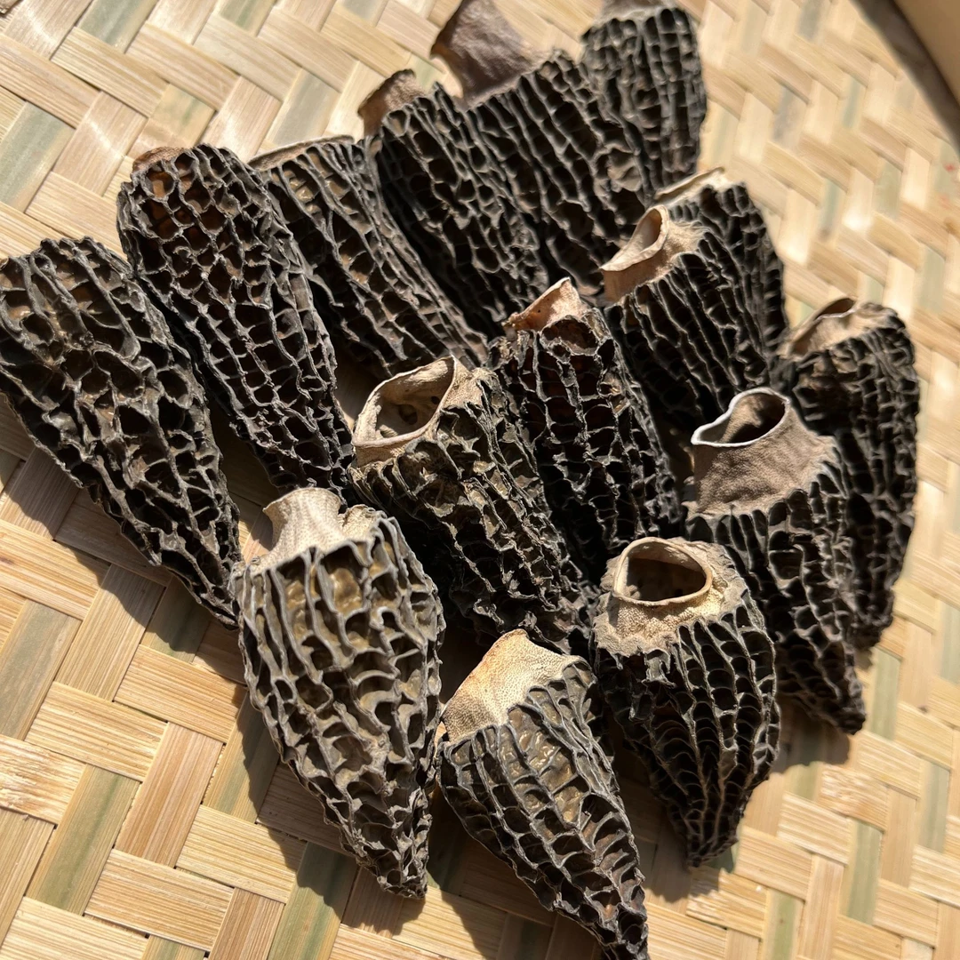 云南高原山货土特产—剪柄羊肚菌