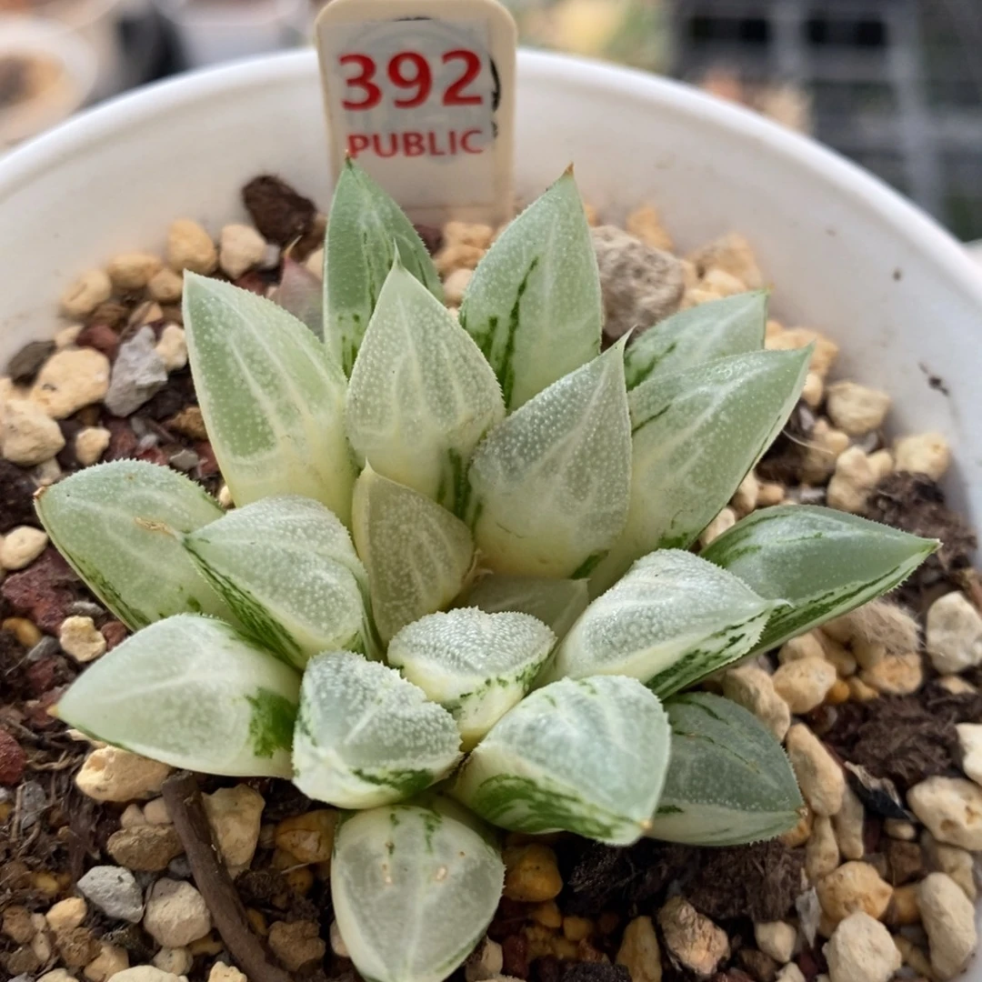 392号爱心寿锦多肉