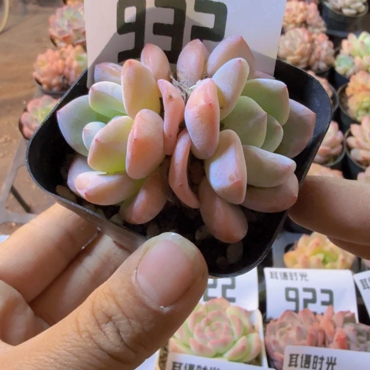 932.樱花冰玉，qqqqqqqq