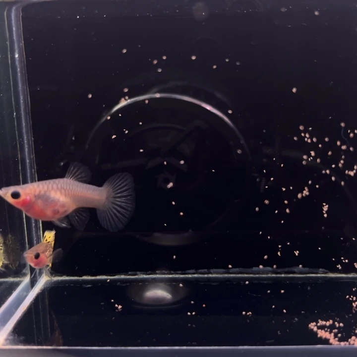 孔雀鱼小蜜蜂玻璃猫1对