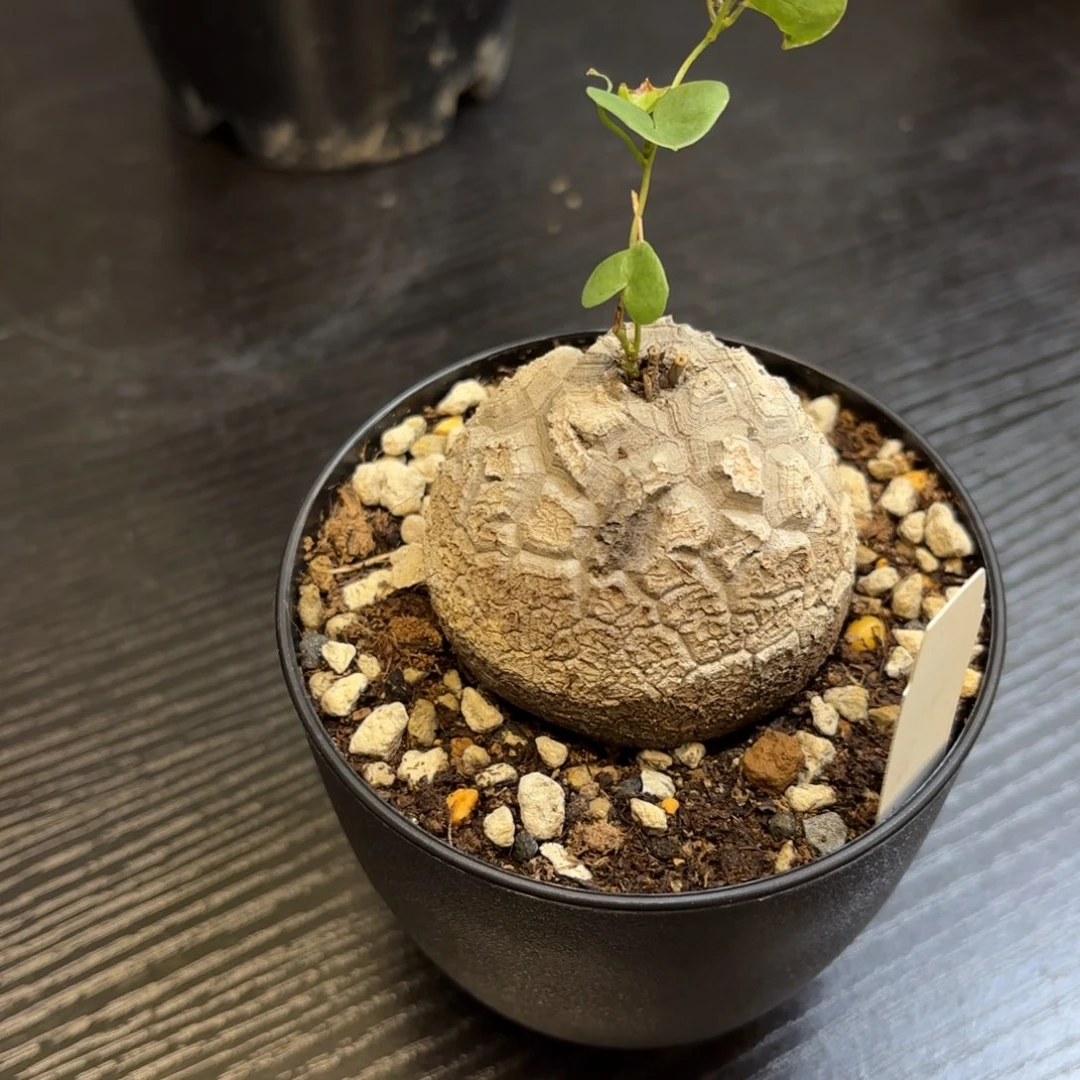 南非龟甲龙带盆发货