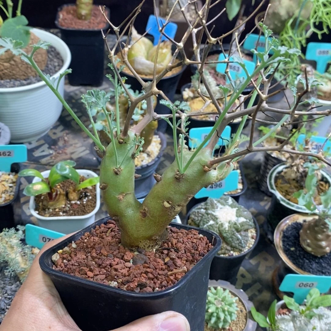 海茴香叶杨奎多肉植物