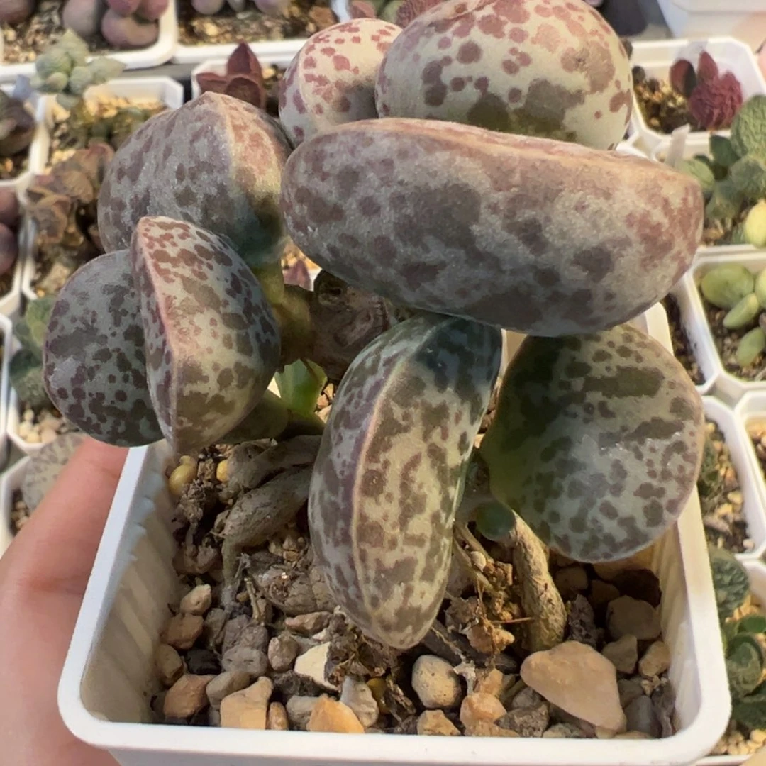 花蛋多头纯木质桩多肉植物