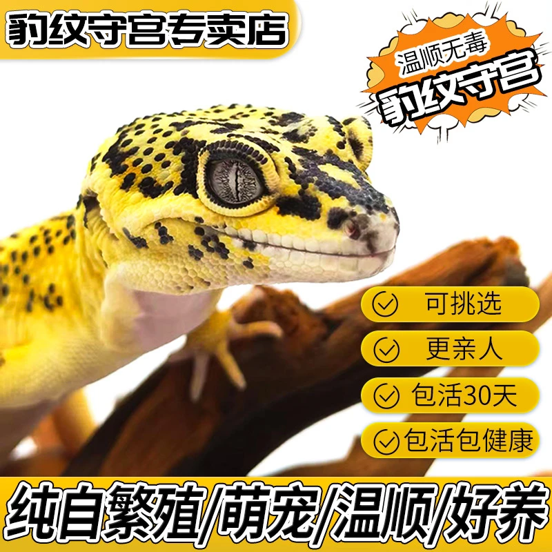 豹纹守宫新手入门懒人爬宠异宠物蜥蜴温顺可爱小火龙皮卡丘黑夜