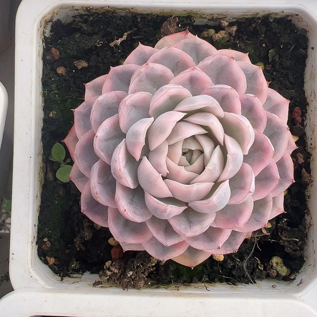 雪球锦多肉植物锦