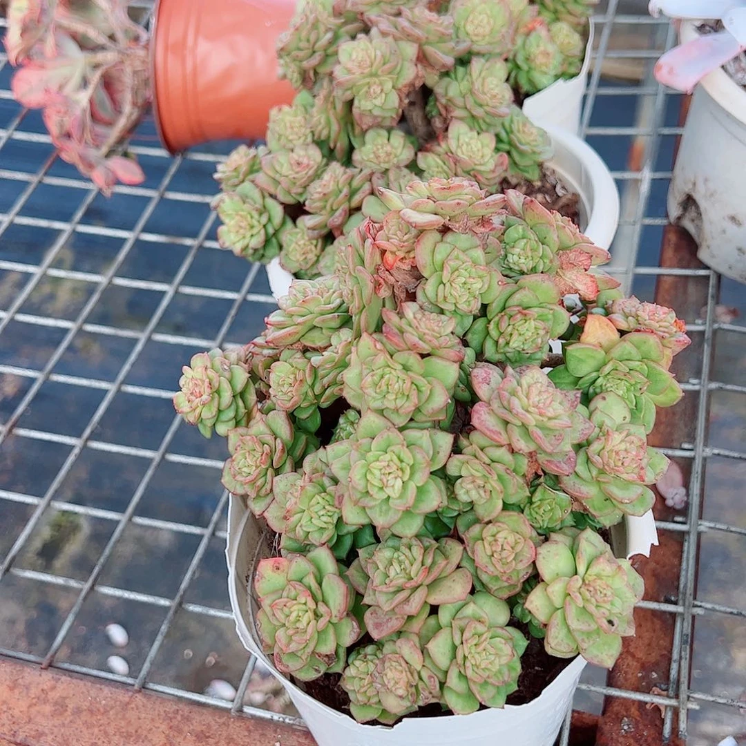 黄金蜡牡丹多头群生老桩特价