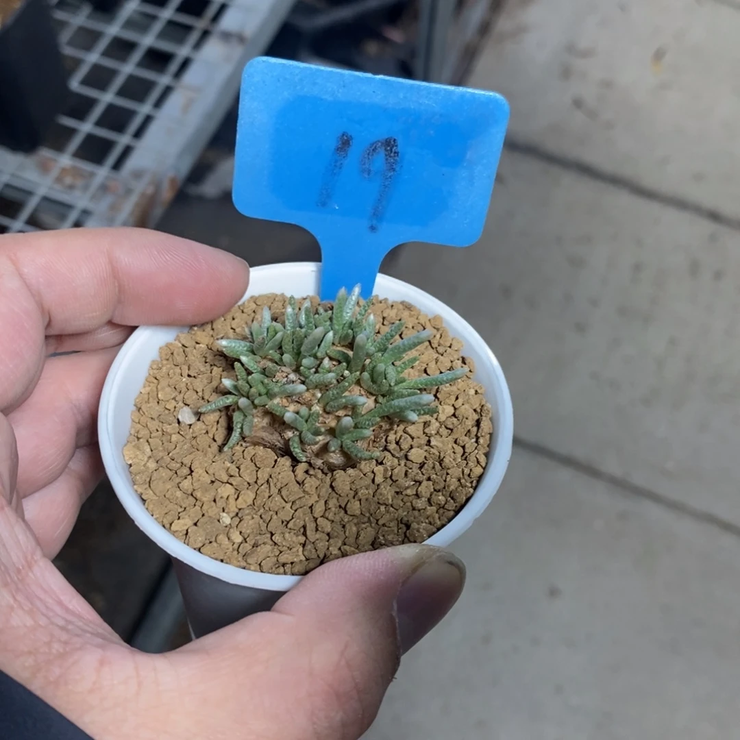 任锦多肉植物一个