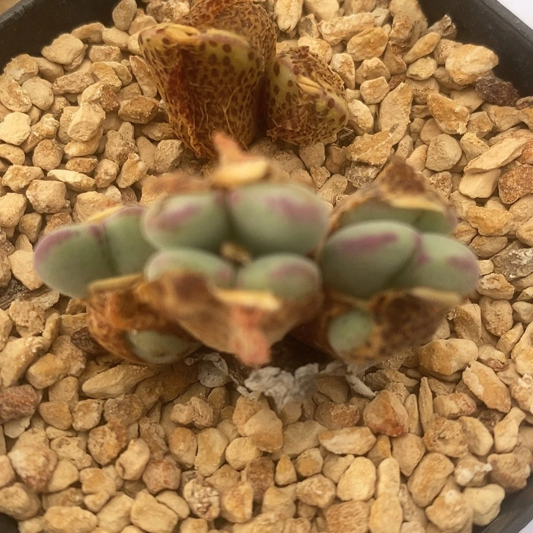 184沙文利亚一群。