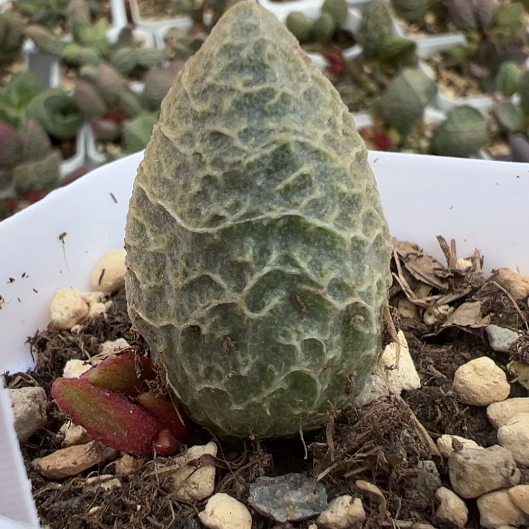 粉红冰激凌大苗多肉植物水泡